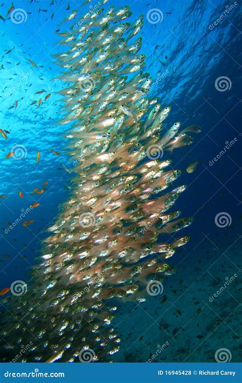 Shoal Of Fish Stock Photo Image Of Natural Nature Environment 16945428