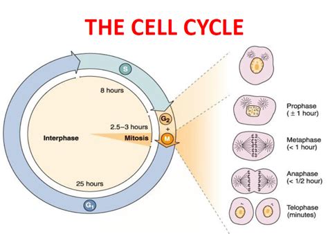 Mbbs Medicine Humanity First Cell Division