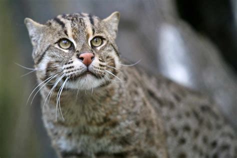 Asian Fishing Cat Profile Facts Personality Traits Care Mammal Age