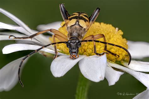 IMGP1967 82 Black And Yellow Longhorn Beetle Ruptela Mac Flickr