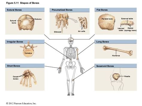 Pin on Chapter 7 - Bone Tissue