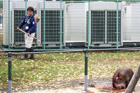 捕獲、緊迫の15分 住宅街でイノシシ出没 秦野 タウンニュース