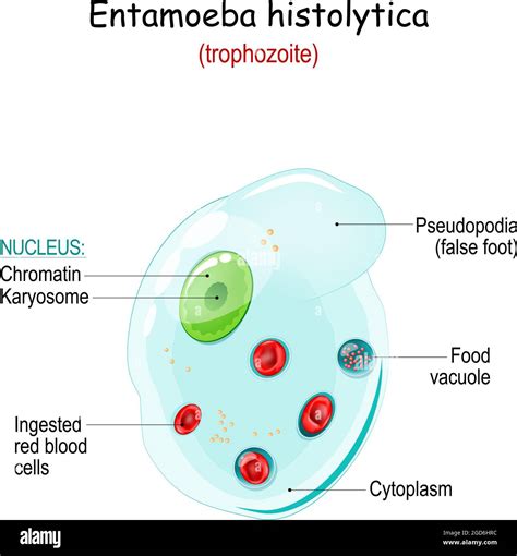 Entamoeba Histolytica Anatomy Of Trophozoite Entamoeba Is An Anaerobic Parasitic Amoeba That