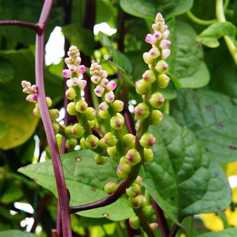 Malabar Spinach Seeds Climbing Spinach Herb Seed