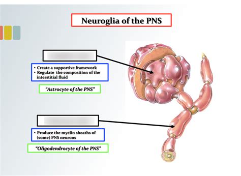 Neuroglia Of The Pns Diagram Quizlet