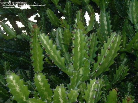 Plantfiles Pictures Euphorbia Species Candelabra Plant Elkhorn