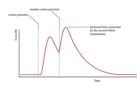 Twitch Summation And Tetanus Deranged Physiology