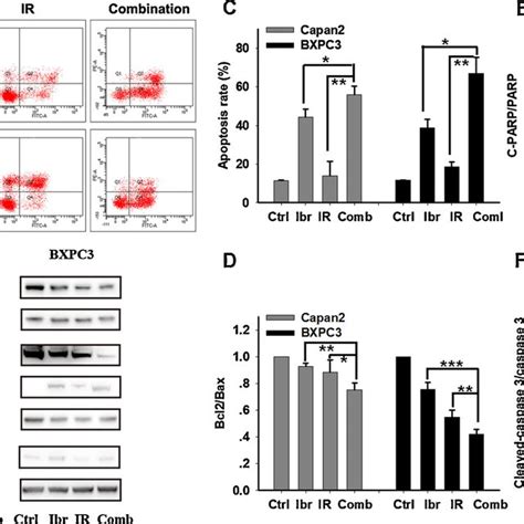 Ibrutinib Caused Cell Cycle Arrest In Irradiated Bxpc3 And Capan2 Download Scientific Diagram