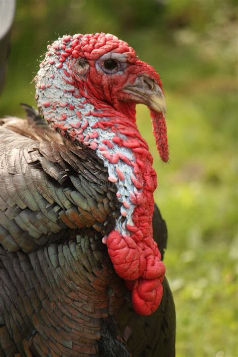 Male Tom Turkey Head stock photo. Image of agriculture - 52993342