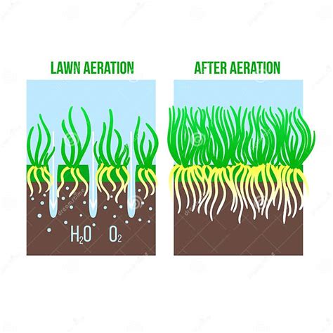 Ejemplo De La Etapa De La Aireación Del Césped Lawncare De La Hierba