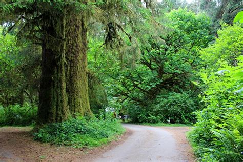 Redwood Forest Camping - Ventana Campground | Camping In The Big Sur ...