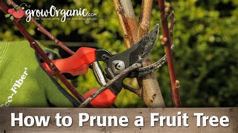 How To Prune Fruit Trees Youtube