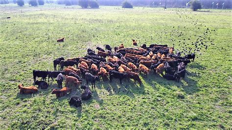 Construir La Competitividad De La Carne Vacuna El IPCVA Lleva Su