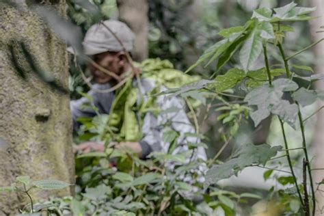 Foto Cerita Di Balik Nikmatnya Petai Asal Perbukitan Rumpin Bogor