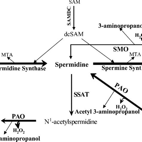 Schematic Diagram Depicting The Polyamine Metabolic Pathway Spermidine