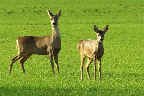 Steckbrief Rehwild Reh Rehbock Rehkitz Jagdfakten At Informiert