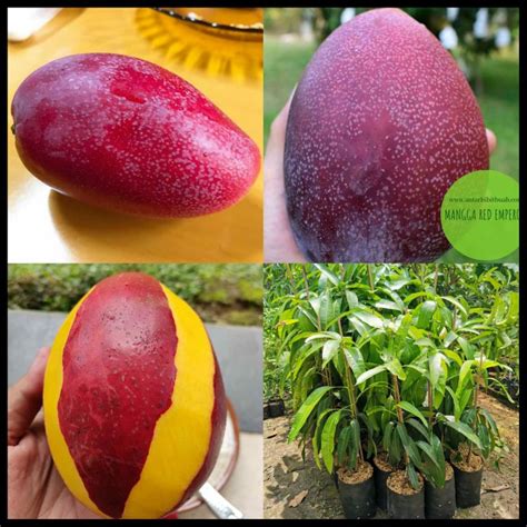 Jual Bibit Mangga Red Emperor Tinggi 1 Meter Batang Besar Cepat Berbuah