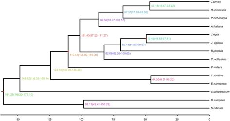 Inferred Phylogenetic Tree Across Plant Species The Estimated