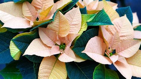 Why are all the leaves falling off my poinsettia? - Gardening Channel