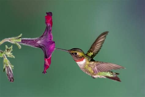 16 Beautiful Flowers That Attract Hummingbirds - The Practical Planter