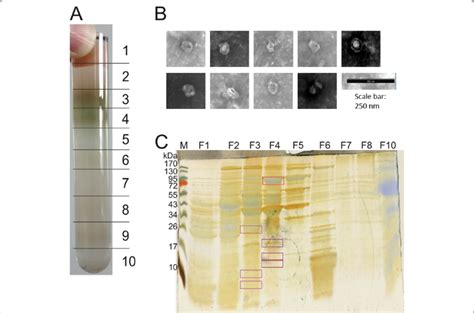 Sucrose Gradient Purification Of Bmcs From Cell Free Extracts Of B