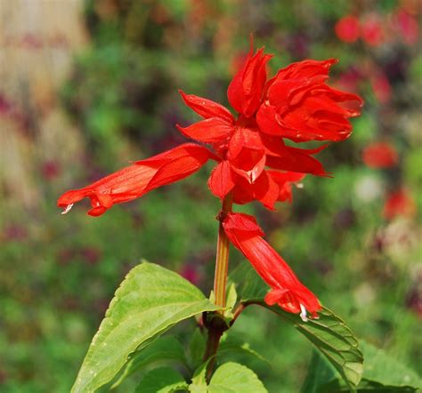 Salvia Splendens Yvonnes Giant Longk48 Flickr