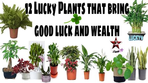 12 Lucky Plants That Bring Goodluck And Wealth Youtube