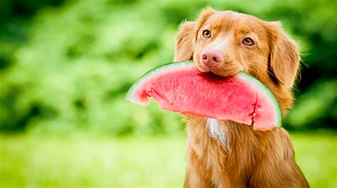 Conhe A As Frutas Que Os Cachorros Podem Comer