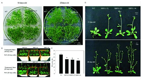 Phenotypes Of A Thaliana Wild Types Wt And Transgenic Lines