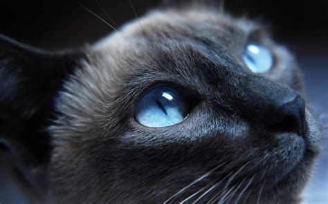 Brown siamese cat, cat, blue eyes, face, animals HD wallpaper | Wallpaper Flare