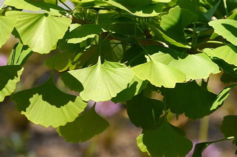 Ginkgo Biloba Arbre Aux Cus Florama