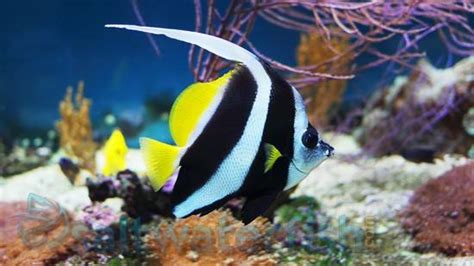 Speckled Butterflyfish Butterflies Saltwater Fish