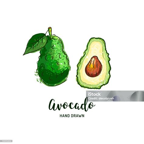 Ilustración De Aguacate Dibujo Vector Dibujado A Mano Aguacate Acuarela Colorido Aguacate Iconos