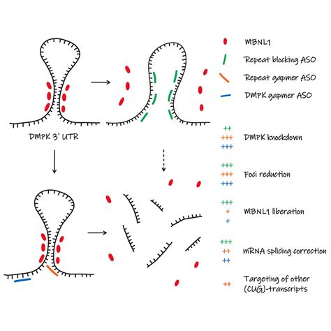 Block Or Degrade Balancing On And Off Target Effects Of Antisense