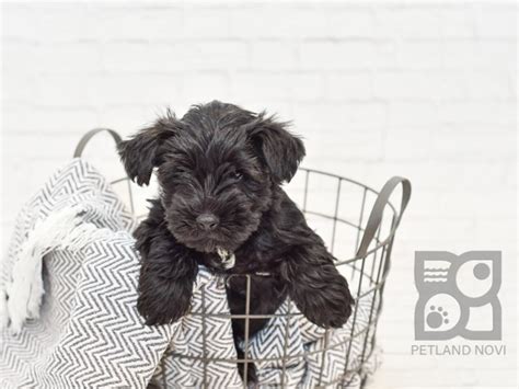 Miniature Schnauzeryorkie Mix Dog Male Blk 3366865 Petland Novi Michigan