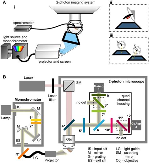 A Novel Setup Enabling Simultaneous Two Photon Functional Imaging And