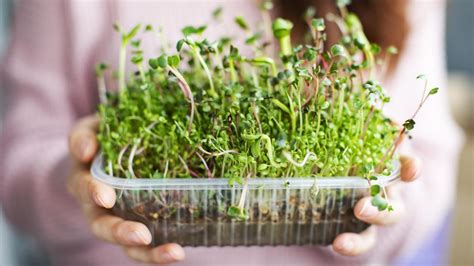 Qu Son Las Microverduras Y Por Qu Es Recomendable Incluirlas En