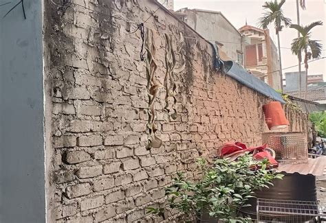 giai toa buc xuc chuong lon canh nha