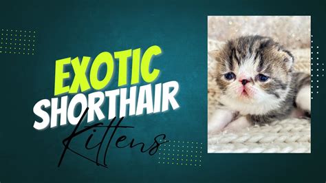 Exclusive Look 17 Day Old Exotic Shorthair Kitten Brown Tabby