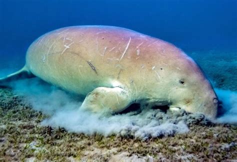 Dugongs Declared Functionally Extinct In China Following Habitat Loss And Hunting