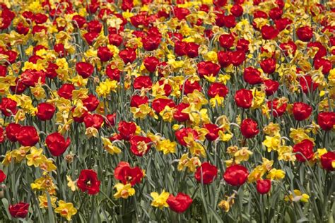 Fioriture Primaverili In Italia E In Europa Le Pi Belle Da Vedere In