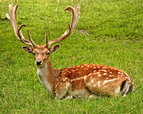 Kostenlose foto Natur Wald Wiese männlich Tierwelt Hirsch