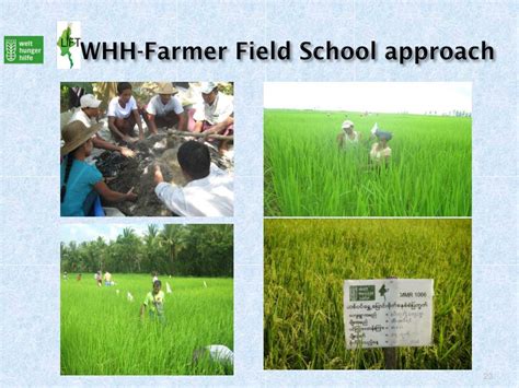 PPT - FARMER FIELD SCHOOL PowerPoint Presentation, free download - ID ...