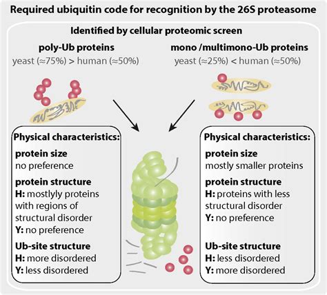 Monoubiquitination In Proteasomal Degradation Pnas