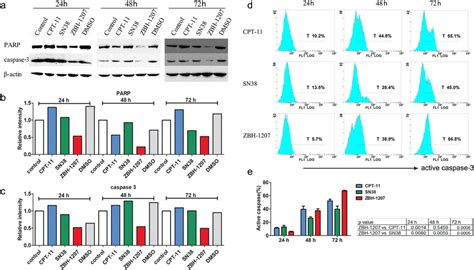 The Expression Of Caspase And Parp Protein After Treating With