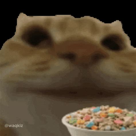 Cat Cat Eating Cat Cat Eating Cat Eating Cereal Discover