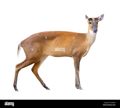 Aboiement De Cerf Banque D Images D Tour Es Alamy