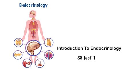 Metabolism Introduction To Endocrinology YouTube