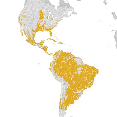 Great Egret Range Map Pre Breeding Migration Ebird Status And Trends