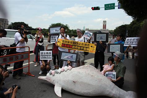 醉眠芳草記 感動救不了白海豚 環團籲總統付出行動